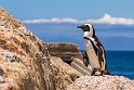 149 Boulders Beach, Zuid-Afrika